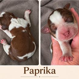 Paprika - Liver white and tan female English Springer Spaniel puppy in Fort White, Florida from Thunderbird Springers
