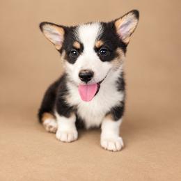 Peaches - White and black female Pembroke Welsh Corgi puppy in Ramona, Oklahoma from Eden Farms Corgis
