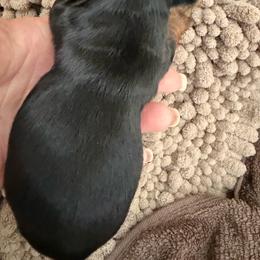 Lucy girl 2 - Black and tan female Yorkshire Terrier puppy in Hudson, Florida from MCM Acres