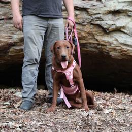 GUARDIAN - Grit - Yellow male Labrador Retriever puppy in Morrilton, Arkansas from Ancient Dogges Performance Dogs