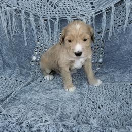 Boy 5 - Cream male Australian Labradoodle puppy in Harrisonburg, Virginia from Crown Doodles