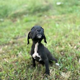 Girl 7 - Brindle female Boxer puppy in Prestonsburg, Kentucky from Diamond Standard Boxers