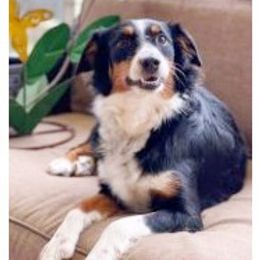 Emmy - Miniature Australian Shepherd