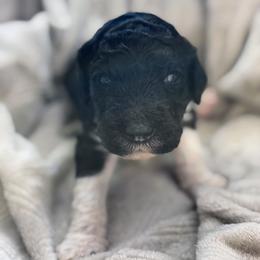 Marcus - Blue Collar - Parti male Poodle puppy in Monroe, North Carolina from The Klepper Homestead