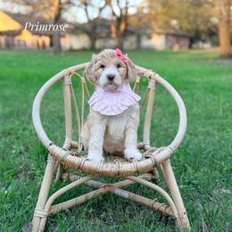 Primrose - Cream female Goldendoodle puppy in Dallas County, Texas from Dream A Little Doodle