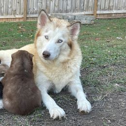 Sophie - Siberian Husky