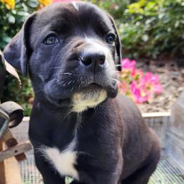 Pepper- Mint collar - Boerboel puppy in Royse City, Texas from Leontix Boerboels