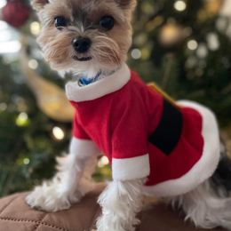 Biewer Terriers and Yorkshire Terriers from Donnas DiamondZ
