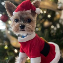 Biewer Terriers and Yorkshire Terriers from Donnas DiamondZ