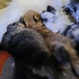 Pomeranian puppies from Magic City Poms