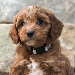 Bernedoodles and Cavapoos from Cascade Springs Doodles