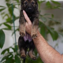 Kyro - Sable male German Shepherd puppy in Coarsegold, California from Yosemite Shepherds