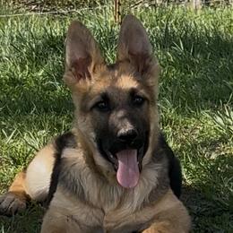 Runt--NO MORE - male German Shepherd puppy in Yuba City, California from Barton’s German Shepherds
