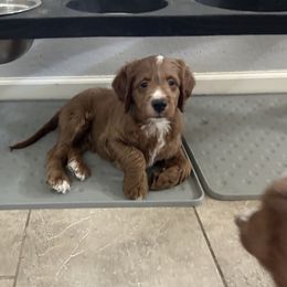 Goldendoodle Puppies from AZ Ohana Doodles