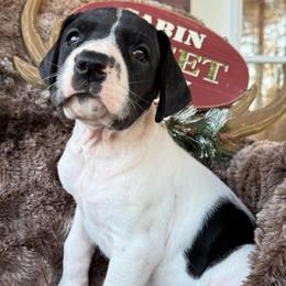 Black and White Pie (spots) - Black and white female Great Dane puppy in Greenville, South Carolina from Allen’s Ridge Ranch