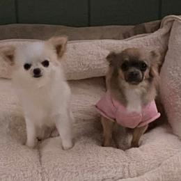 Bannon - Chihuahua