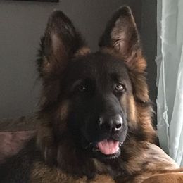 Gypsy - German Shepherd