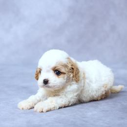 Faye - Blenheim female Cavapoo puppy in Apple Creek, Ohio from Grandeur Valley Puppies