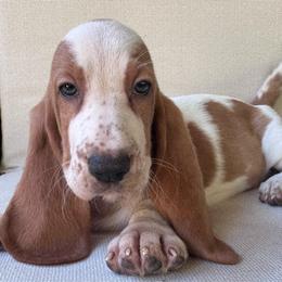 Aly - Red and white female Basset Hound puppy in Cleveland, Tennessee from Smokey Mtn Bassets