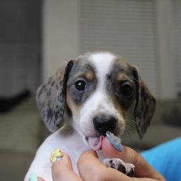 Peach - Dapple female Dachshund puppy in Mesa, Arizona from Slade Dachshund
