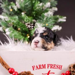 Girl 4 - Tri-color female Bernedoodle puppy in Lehi, Utah from Heart J Bernedoodles