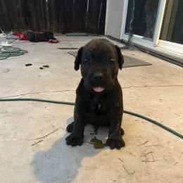 Banana Tree - Black brindle male Cane Corso puppy in Elk Grove, California from DiamondBabyCorso