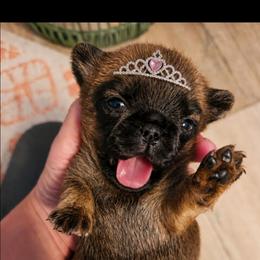 Queen - Belge female Brussels Griffon puppy in Welch, Minnesota from Baringer Brussels