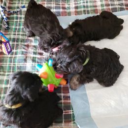 Miniature Schnauzer Puppies from Starbound Miniture Schnauzer's