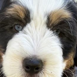 Aussiedoodles, Australian Mountain Doodles, and Bernedoodles from Sassy Pants Pups