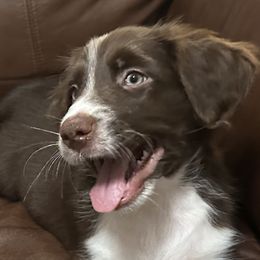 Boy 1 - Red Australian Shepherd puppy in Monroe, North Carolina from Dreamland Aussies & Poodles