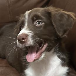 Boy 1 - Red Australian Shepherd puppy in Monroe, North Carolina from Dreamland Aussies & Poodles