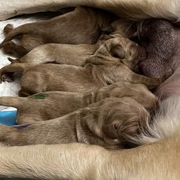 Golden Retriever Puppies from Personalized Dog Training - Windisch Goldens