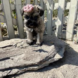 Miniature Schnauzer Puppies from Schnauzers on Robinson Lane