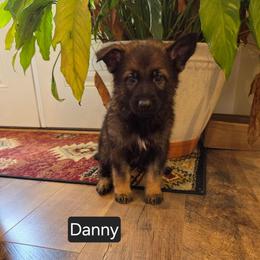 Danny - Sable male German Shepherd puppy in Cave City, Arkansas from Bayou Valley Shepherds and American Hunt Terriers