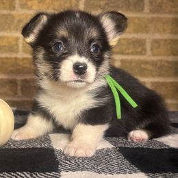 Green Female - Black and tan female Pembroke Welsh Corgi puppy in Mcarthur, Ohio from Bentley Corgis LLC