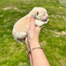 Girl 2 - Cream female Pomeranian puppy in Uniontown, Pennsylvania from Oh So Sassy Poms