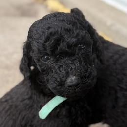 Blue Collar Boy - Black male Poodle puppy in Saline, Michigan from Targa Poodles