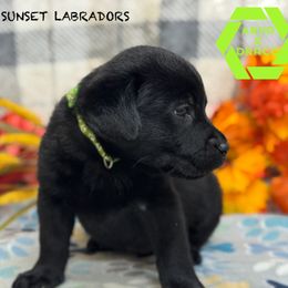 Lime collar - Black male Labrador Retriever puppy in Beaverdam, Virginia from Riverside Sunset Labrador Retrievers
