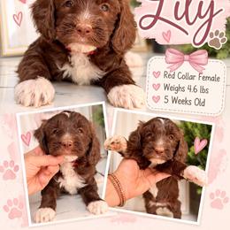 Lily - Red Collar - Brown and white female Bernedoodle puppy in Winfield, Alabama from Rose Lane Doodles