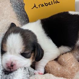 Arabella - Blue tan and white female Beagle puppy in Mindenmines, Missouri from Debonair Beagles