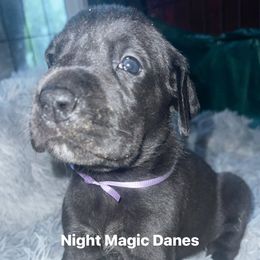 Light purple ribbon black girl - Black female Great Dane puppy in Georgia from Night Magic Danes