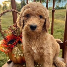 Cheyenne - Apricot female Poodle puppy in St. Johnsbury, Vermont from Poodles of the Northern Woods