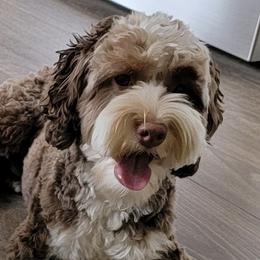 Tula - Goldendoodle
