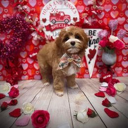 Aussiedoodle, Cockapoo, Miniature Australian Shepherd, and Poodle Puppies from Benson’s Red River Aussies
