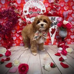 Aussiedoodle, Cockapoo, Miniature Australian Shepherd, and Poodle Puppies from Benson’s Red River Aussies