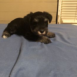 Miniature Schnauzer Puppies from Parsons’ Kennels
