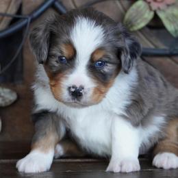 Girl 2 - Blue merle female Miniature Australian Shepherd puppy in Lawton, Oklahoma from Lindsey’s Aussies