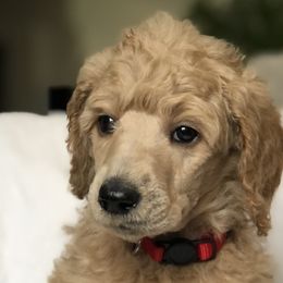 Breeze (red collar) - Poodle puppy in Burley, Idaho from Soul Poodiful