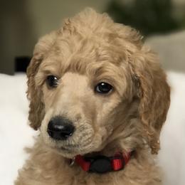 Breeze (red collar) - Poodle puppy in Burley, Idaho from Soul Poodiful