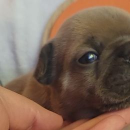 French Bulldogs from Beast-A-Bullz French Bulldogs